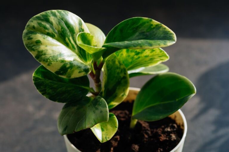 Peperomia obtusifolia With Sunlight Shining on It