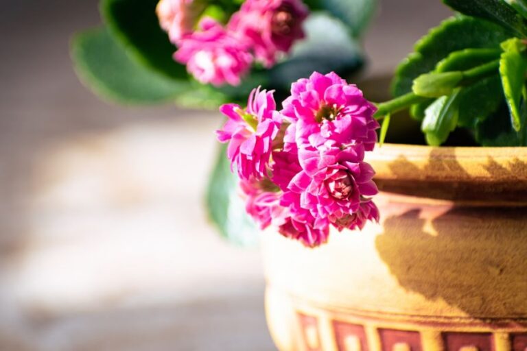 Pink Kalanchoe Blooming in a Decorative Pot