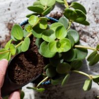 Repotting a Peperomia on a White Table