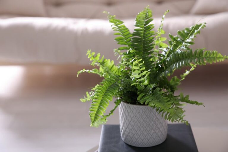 Small Boston Fern in a White Pot on a Side Table