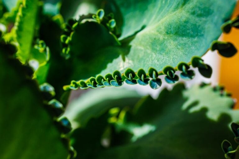 Tiny Leaves on the Edges of the Mother Plant Kalanchoe Pinnata