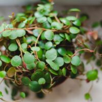 Top View of a Peperomia prostrata, Pepperspot