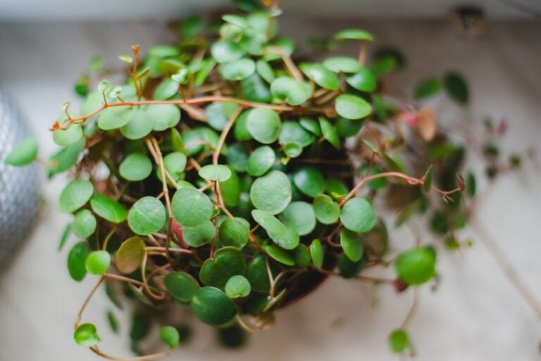 Top View of a Peperomia prostrata, Pepperspot