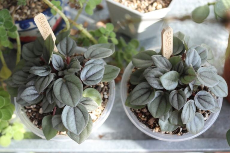 Two Small Peperomia Plants in Clear Plastic Pots