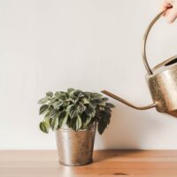 Watering a Peperomia in a Tin Pot With a Gold Watering Can