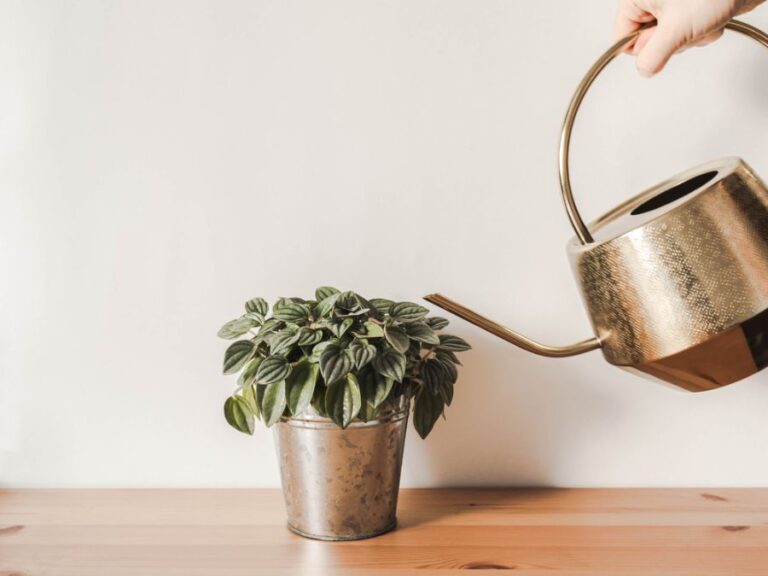 Watering a Peperomia in a Tin Pot With a Gold Watering Can