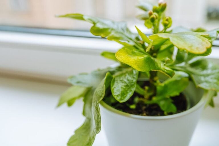 Wilting, Yellow Leaves of a Kalanchoe