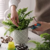 Woman Pruning a Boston Fern in a Decorative White Pot