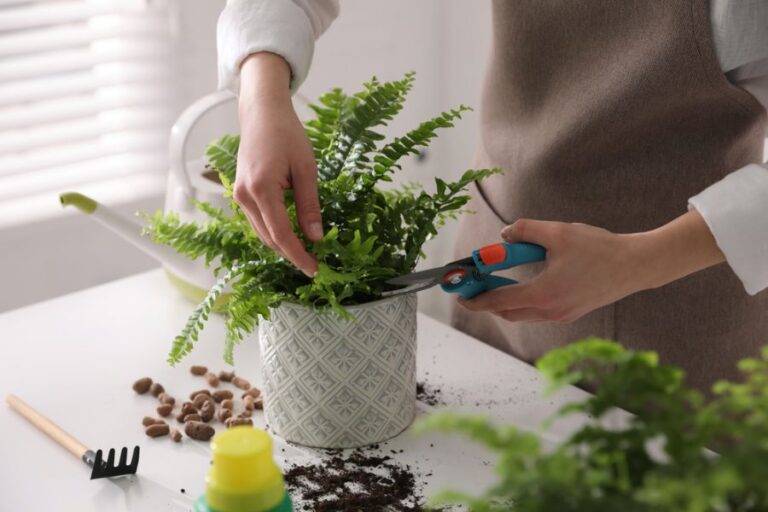 Woman Pruning a Boston Fern in a Decorative White Pot