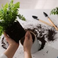 Woman Replanting Boston Fern