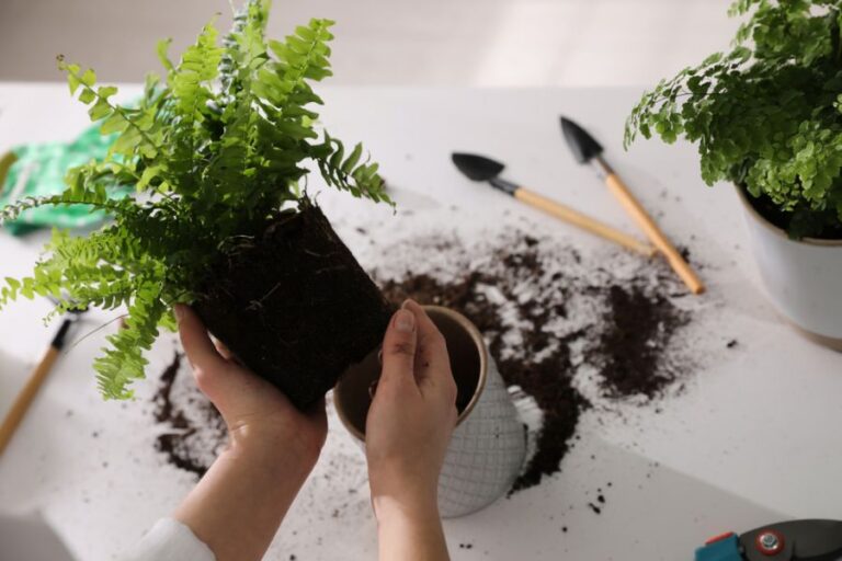 Woman Replanting Boston Fern