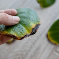 Yellow and Withered Peperomia Leaf in a Woman's Hand