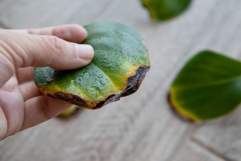 Yellow and Withered Peperomia Leaf in a Woman's Hand