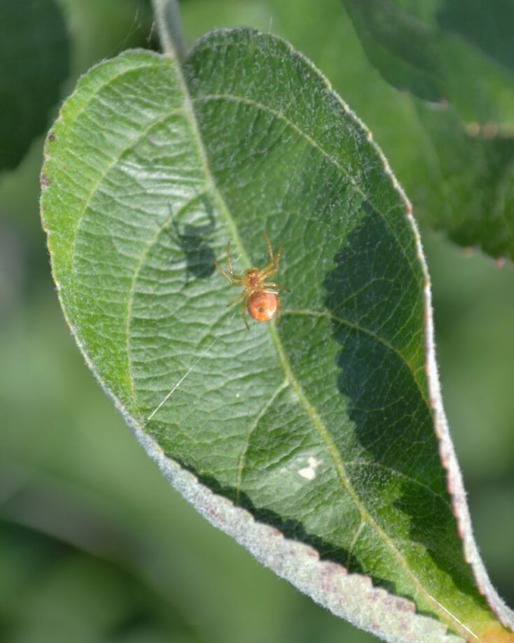 4 Causes of Curled Leaves on Your Apple Tree and How to Save It - The ...