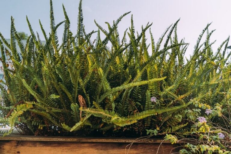 Big Bushy Boston Fern in a Brown Planter