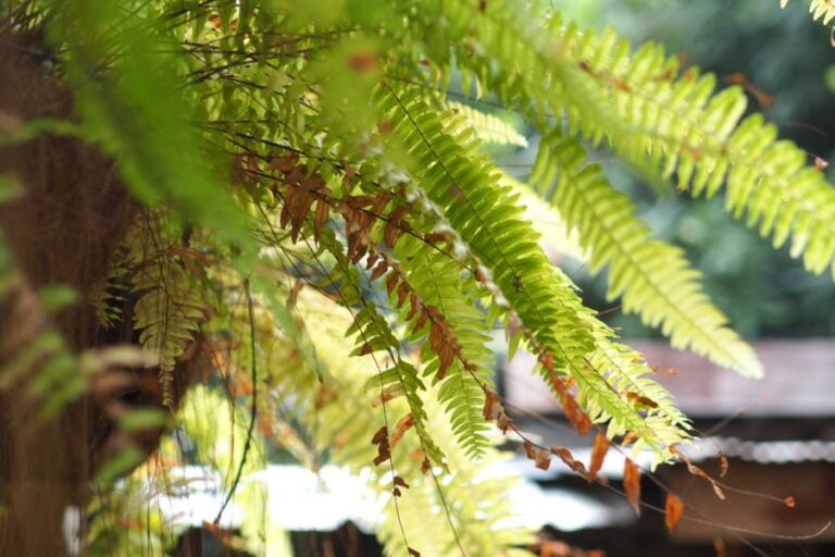 Boston Fern With Several Fronds With Brown or No Leaves