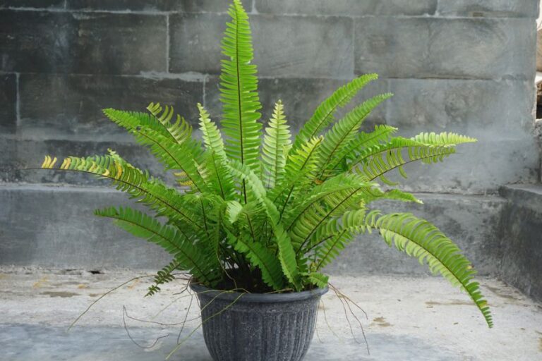 Boston Fern in a Decorative Pot on the Patio
