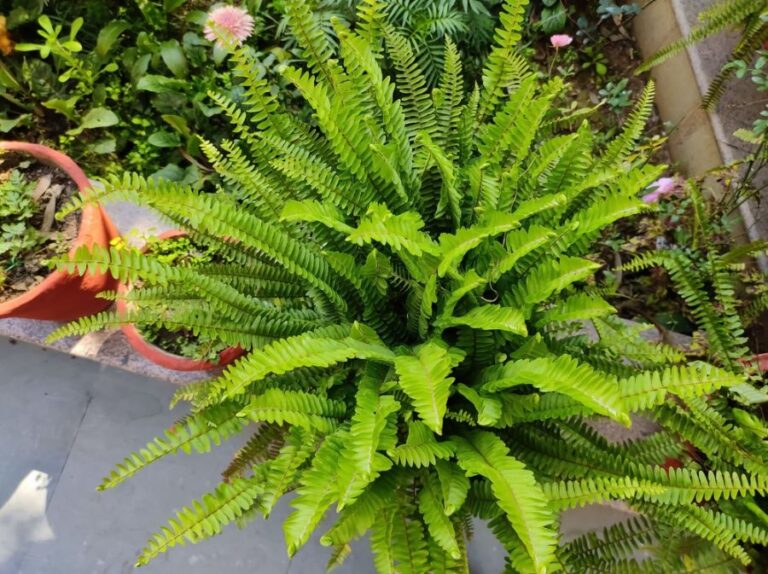 Boston Fern in a Pot on a Sidewalk Outdoors