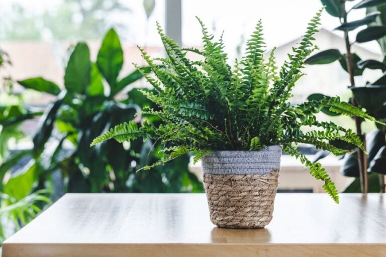 Boston Fern in a Woven Pot on a Table