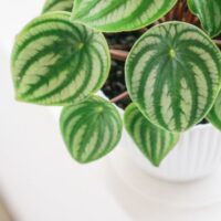 Closeup View of a Watermelon Peperomia in a White Pot