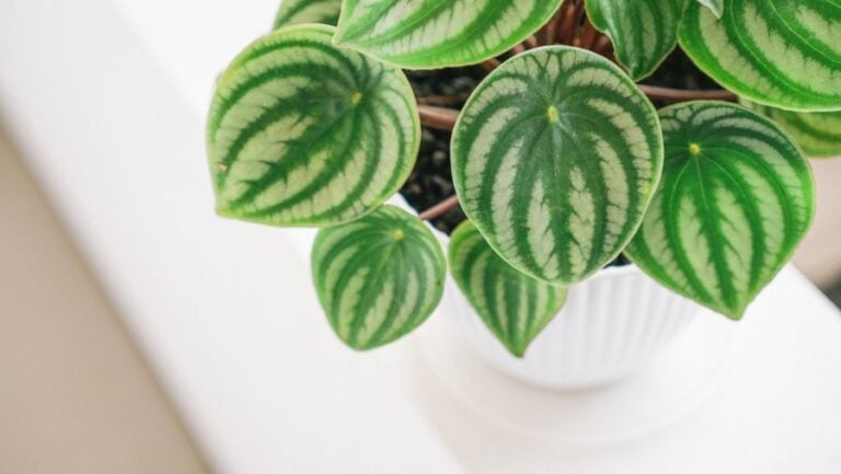Closeup View of a Watermelon Peperomia in a White Pot