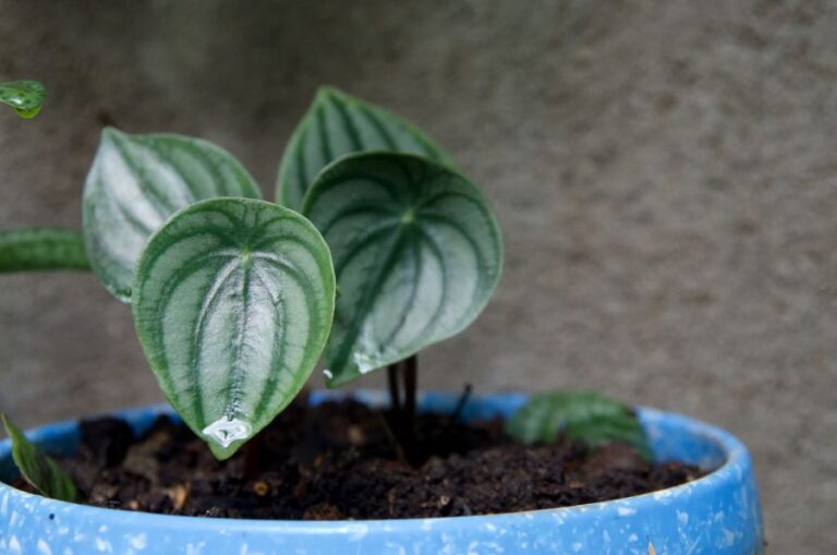 Closeup of a Small Watermelon Peperomia and Its Soil