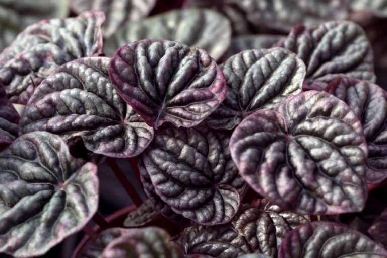 Closeup of the Leaves of a Red Emerald Ripple Peperomia