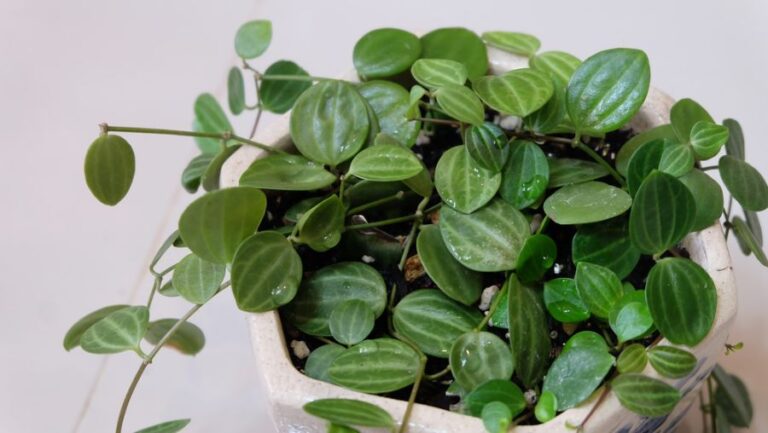 Healthy Peperomia Quadrangularis Growing Indoors