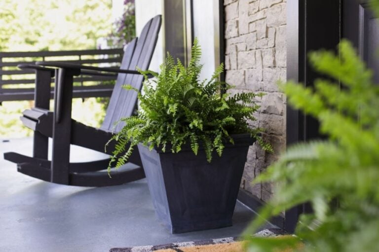 Large Boston Ferns in Black Pots on the Front Porch