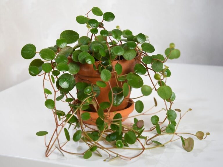 Peperomia Pepperspot With Many Long Vines