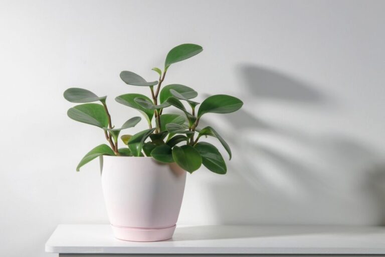 Peperomia magnoliifolia With Beautiful Leaves in a Pink Pot
