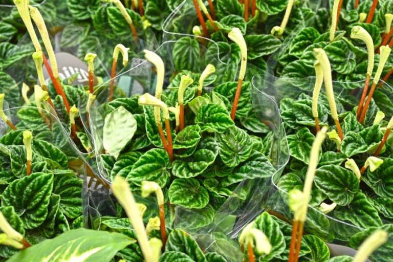 Several Peperomia Caperata Emerald Ripple Plants Flowering