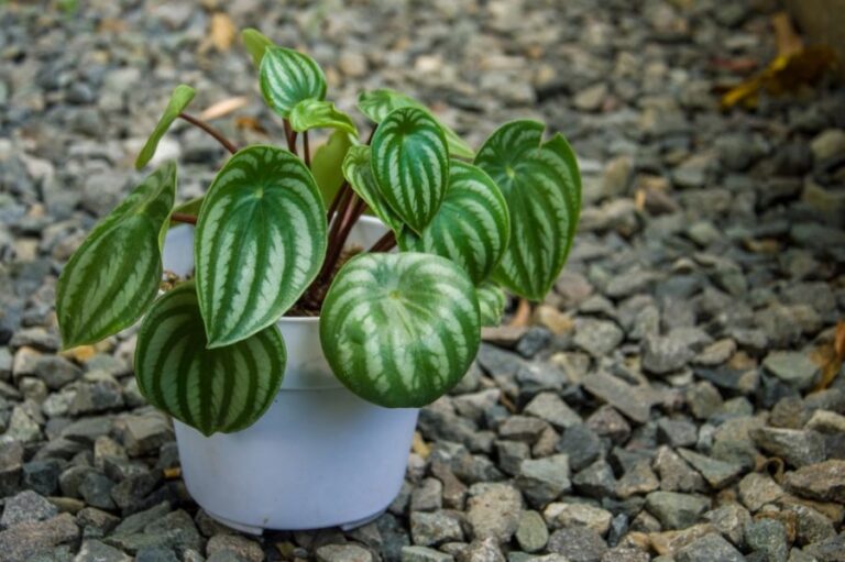 Slightly Wilting Watermelon Peperomia on Stones