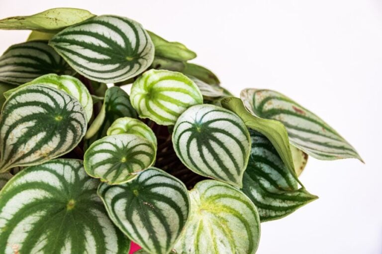 Watermelon Peperomia With Leaves Starting to Wilt