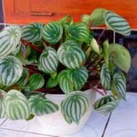 Watermelon Peperomia With Some Brown Spots on Its Leaves
