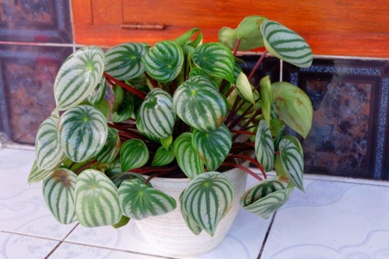 Watermelon Peperomia With Some Brown Spots on Its Leaves