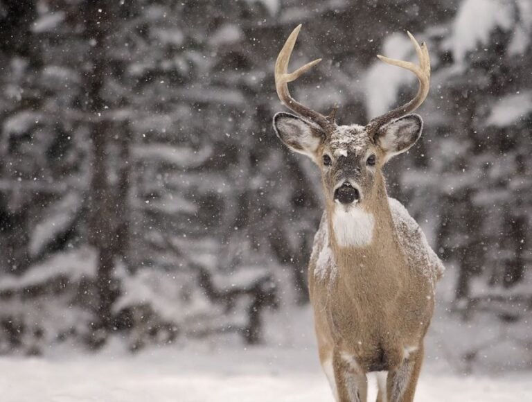 Whitetailed Buck Standing in the Snow