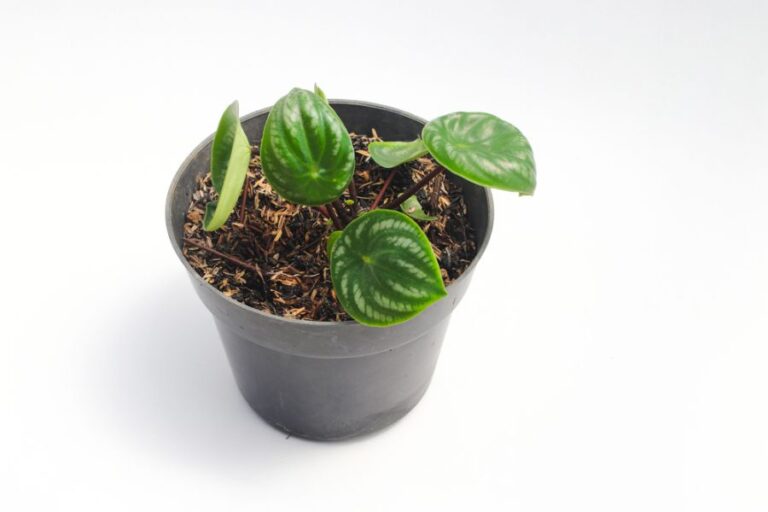 Young Watermelon Peperomia Growing a Temporary Pot