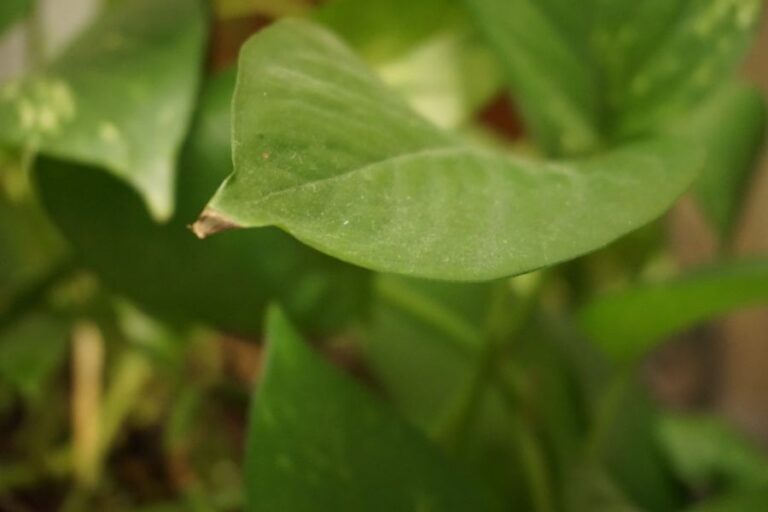 Closeup of Dust on a Pothos Leaf