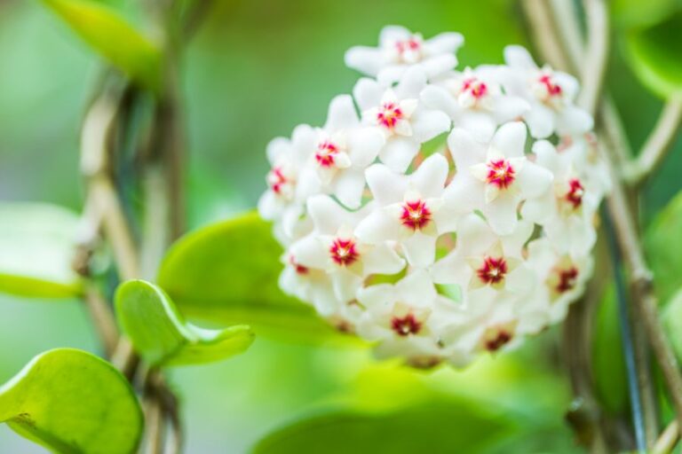 Closeup of a Bunch of White Hoya Flowers