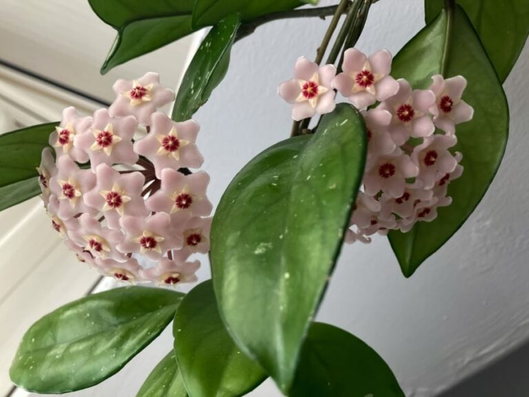 Closeup of a Cluster of Pink Flowers on a Hoya carnosa