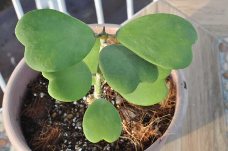 Closeup of the Leaves of a Hoya Heart Plant