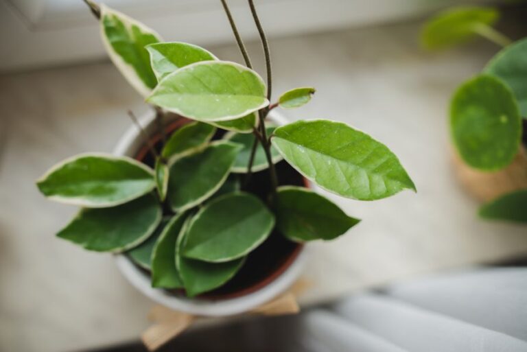 Closeup of the Leaves of a Hoya Krimson Queen Plant