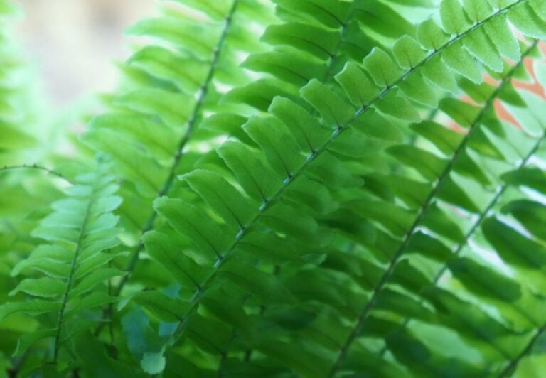Closeup on the Leaves of Nephrolepsis extalta, Boston Fern