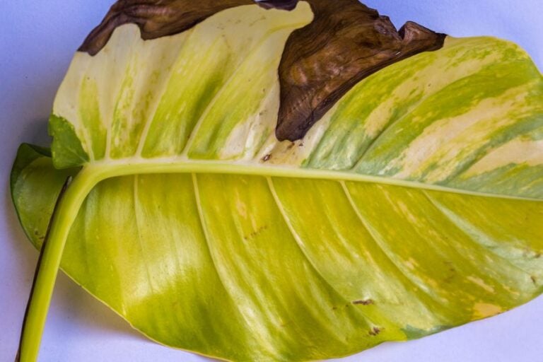 Damage Fallen Golden Pothos Leaf