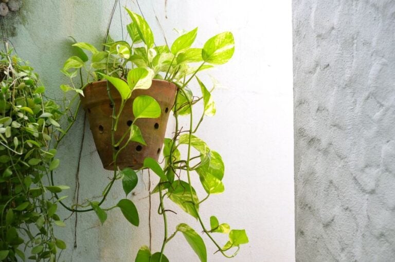 Golden Pothos in a Pot Hanging on a Wall