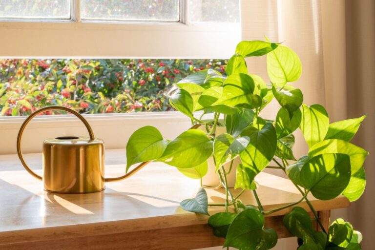 Healthy Golden Pothos on Table Next to a Watering Can