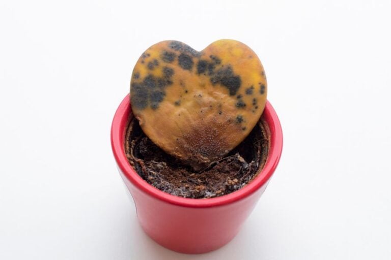 Hoya Heart Plant With Yellowed and Blackened Leaf
