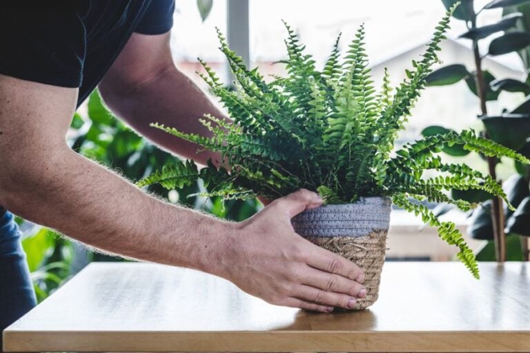 Man Picking Up Boston Fern in Woven Pot