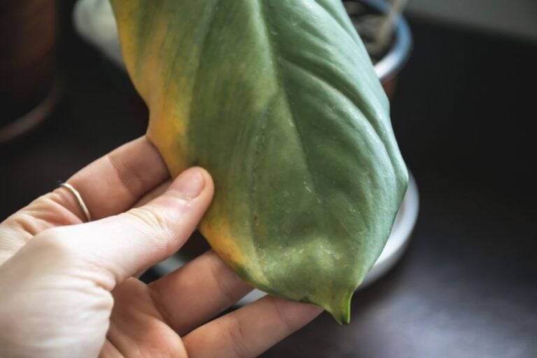 Overwatered Leaf of a Philodendron That is Yellowing and Curling